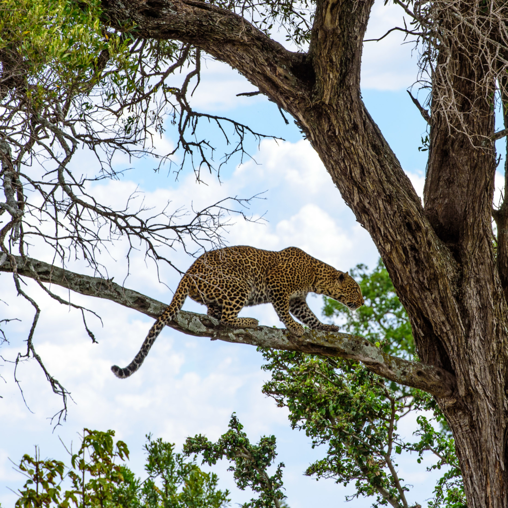 Leopard Masai Mara | Monika Salzmann – Travel Photography