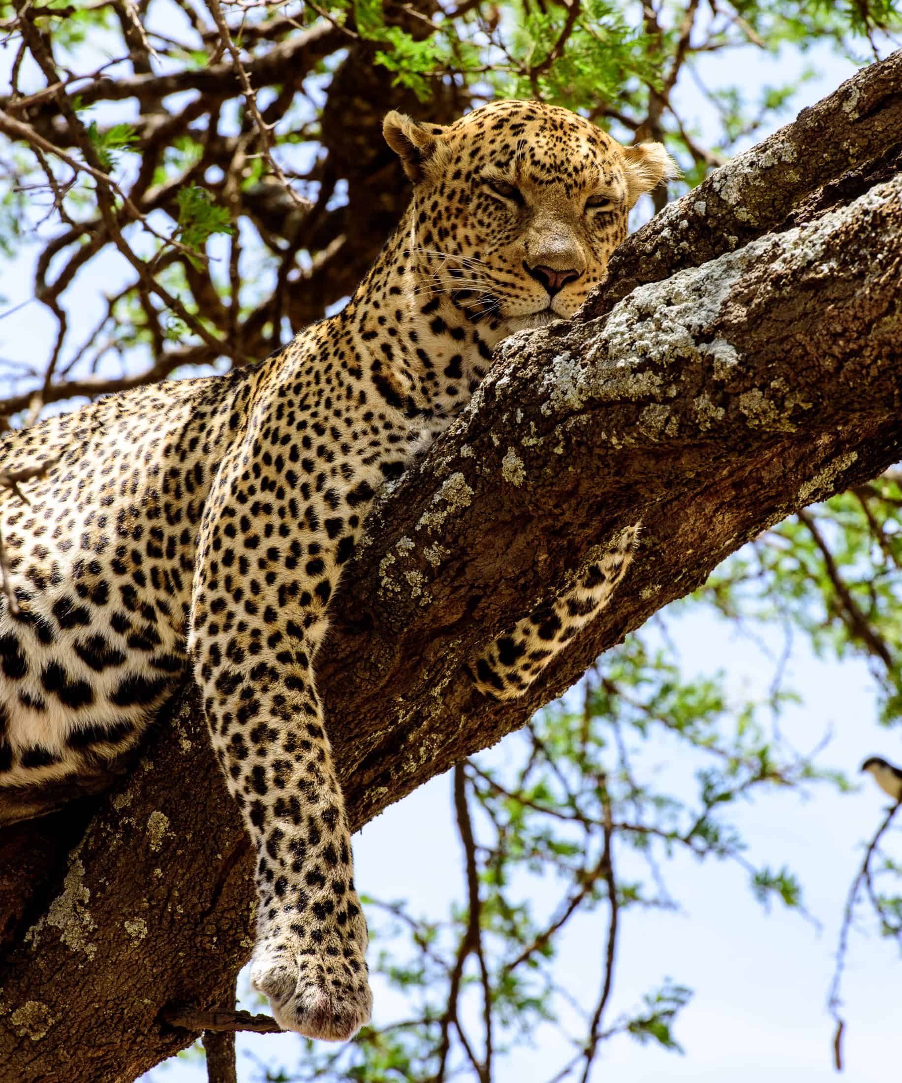 Leopard Serengeti | Monika Salzmann – Travel Photography