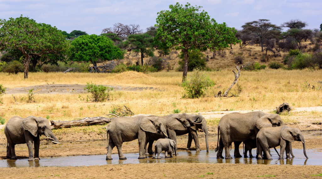 Group of elephants Tarangire NP | Monika Salzmann – Travel Photography