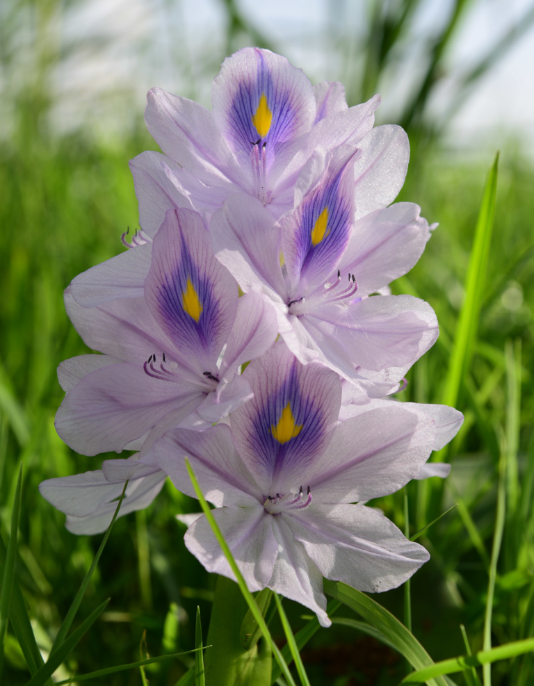 ethiopian-flower-monika-salzmann-travel-photography