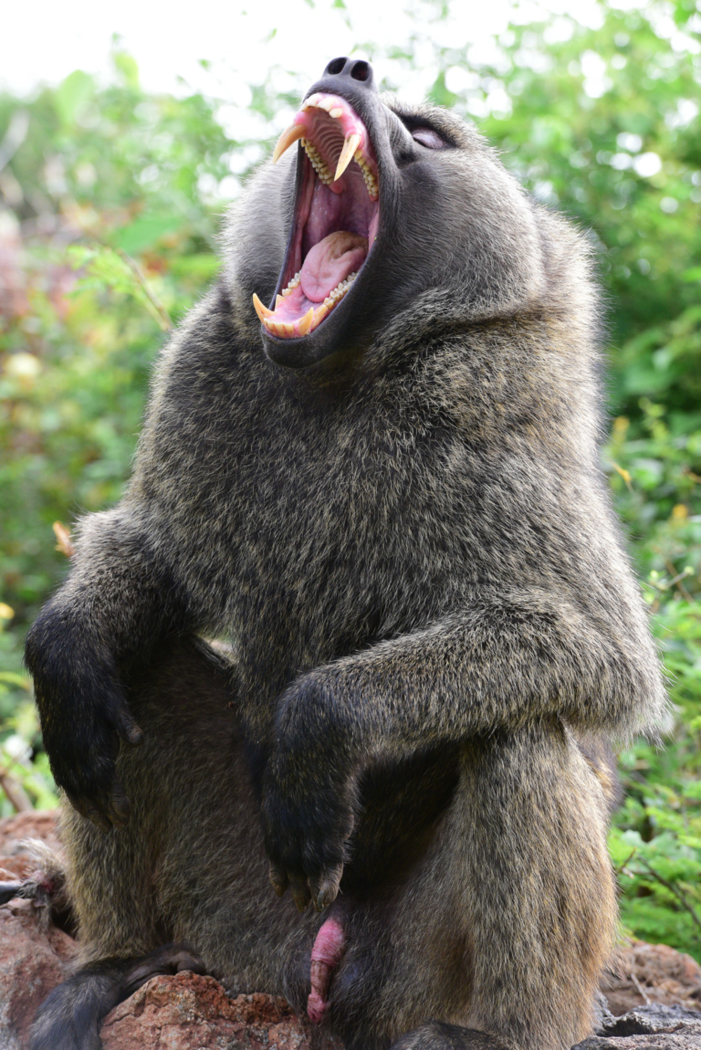 Male baboon shows teeth | Monika Salzmann – Travel Photography