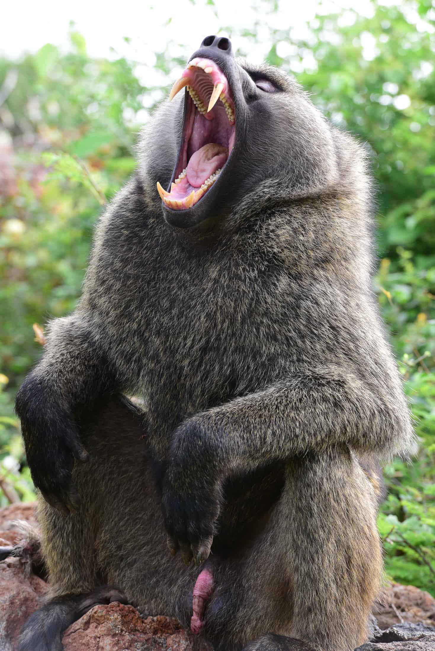 Male Baboon Shows Teeth 