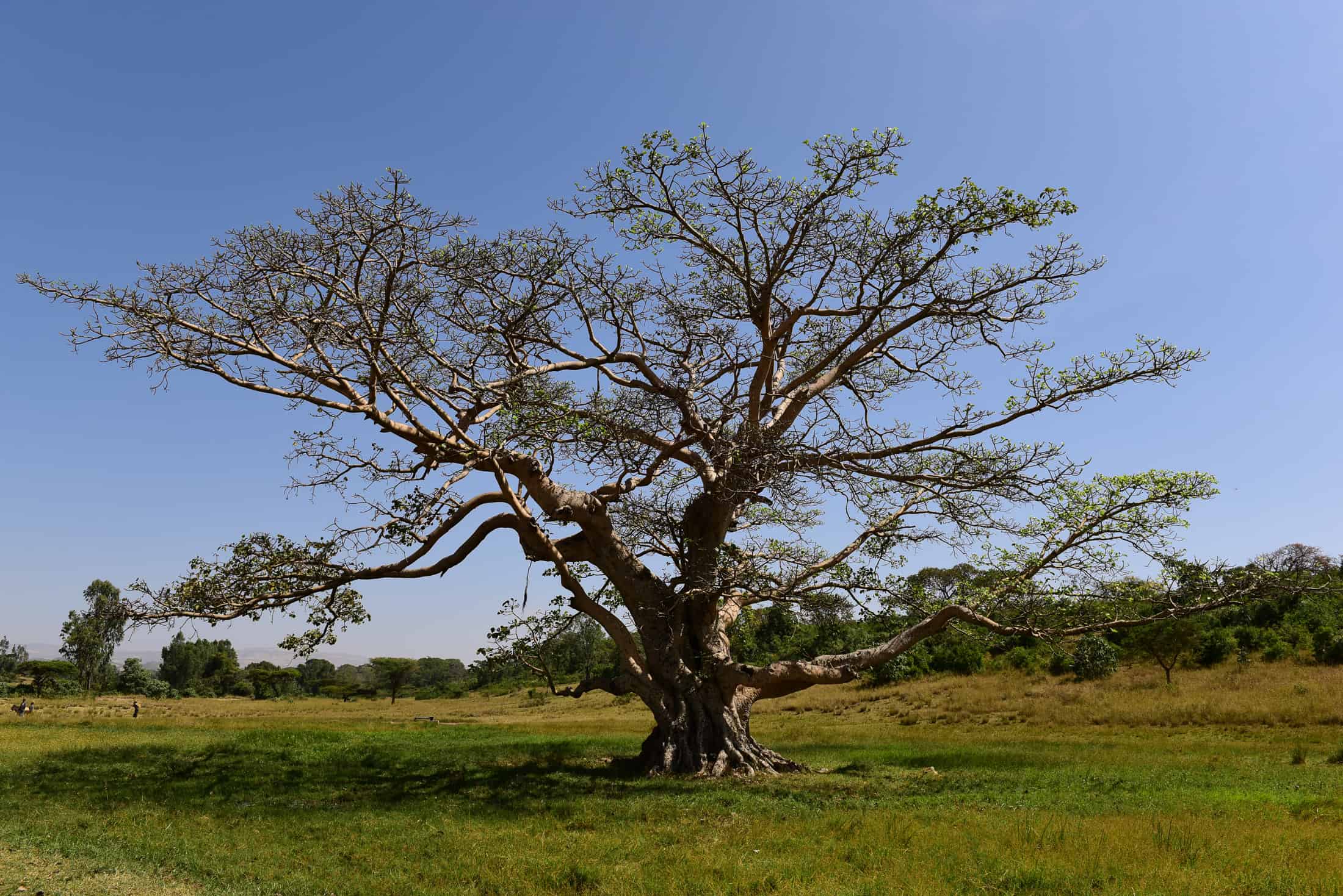 Beautiful tree in Africa | Monika Salzmann – Travel Photography